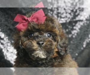 Poodle (Toy) Puppy for sale in WARSAW, IN, USA