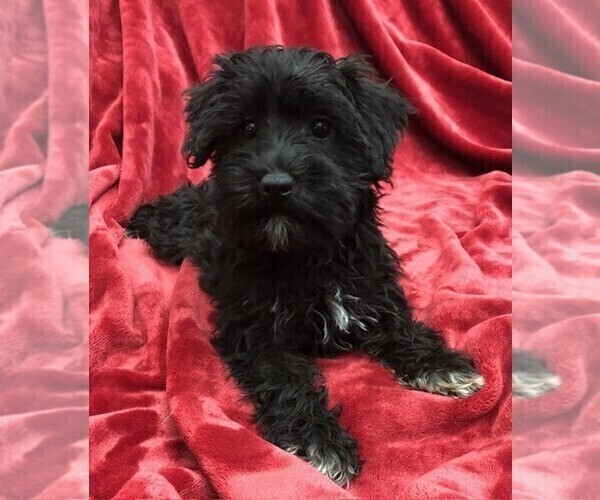 Medium Photo #3 Schnoodle (Miniature) Puppy For Sale in ROLLA, MO, USA