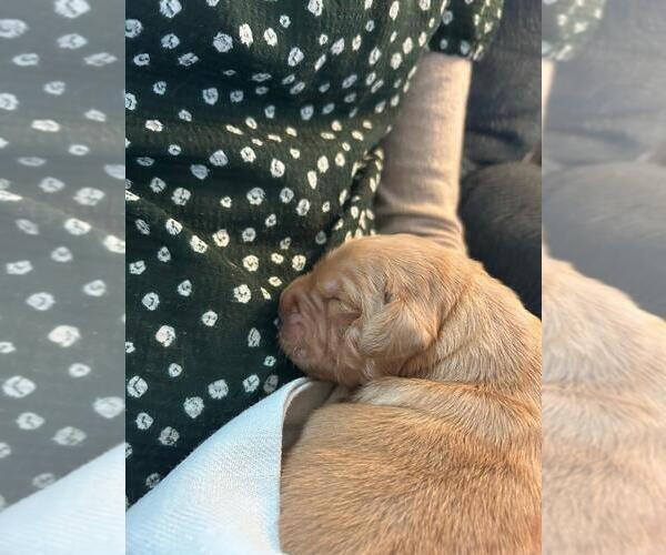 Medium Photo #3 Golden Retriever Puppy For Sale in LIME SPRINGS, IA, USA