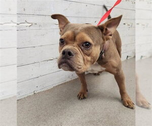 French Bulldog-Unknown Mix Dogs for adoption in San Bernardino, CA, USA