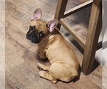 Small #2 French Bulldog