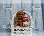 Small Photo #9 Poodle (Toy) Puppy For Sale in SANGER, TX, USA