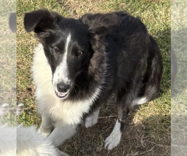 Medium Photo #6 Shetland Sheepdog Puppy For Sale in KEWAUNEE, WI, USA