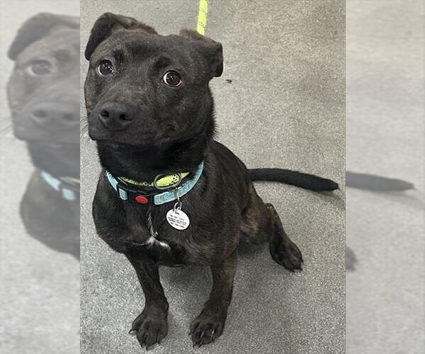 Medium Photo #1 Plott Hound-Unknown Mix Puppy For Sale in Forestville, MD, USA