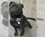 Small Plott Hound Mix