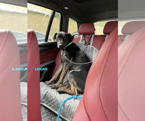 Labrador Retriever-Unknown Mix Dogs for adoption in Woodland Hills, CA, USA