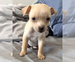 Small Photo #6 Chihuahua-Unknown Mix Puppy For Sale in Corona, CA, USA