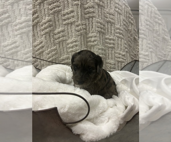 Medium Photo #2 Aussiedoodle Puppy For Sale in PASCAGOULA, MS, USA