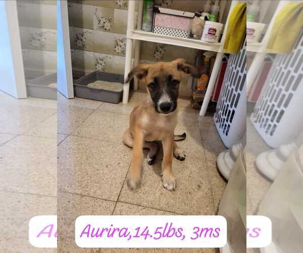 Medium Photo #2 Mutt Puppy For Sale in NYC, NY, USA