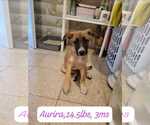 Small #1 Mutt