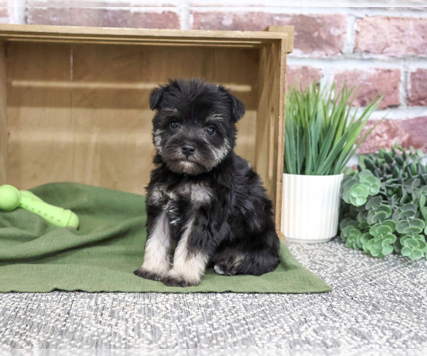 Medium Photo #3 Schnauzer (Miniature) Puppy For Sale in SYRACUSE, IN, USA
