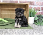 Small #2 Schnauzer (Miniature)