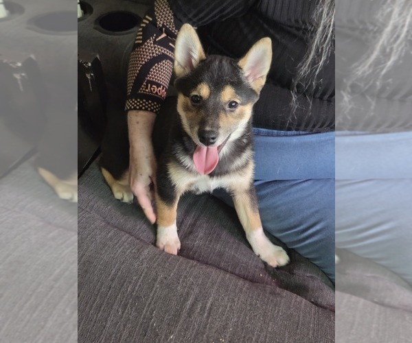 Medium Photo #1 Shiba Inu Puppy For Sale in LANCASTER, PA, USA