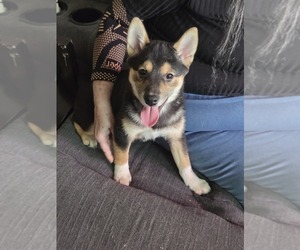 Shiba Inu Litter for sale in LANCASTER, PA, USA