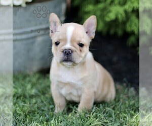 French Bulldog Puppy for sale in RONKS, PA, USA