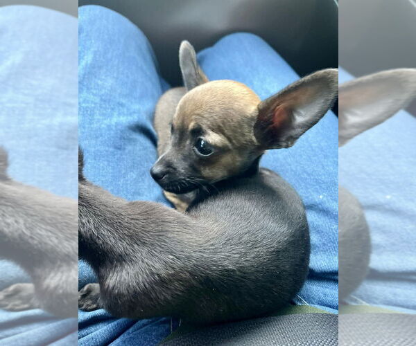 Medium Photo #3 Chihuahua Puppy For Sale in San Diego, CA, USA