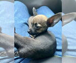 Small #2 Chihuahua