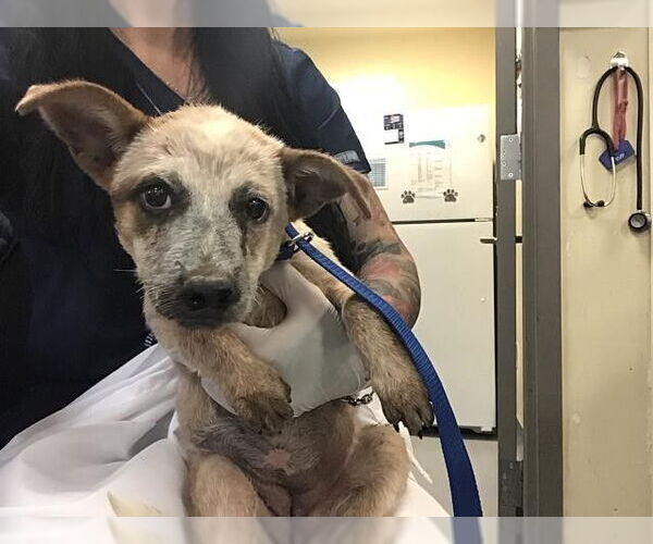 Medium Photo #13 Mutt Puppy For Sale in Sebec, ME, USA