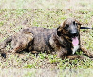 Catahoula Leopard Dog-Labrador Retriever Mix Dogs for adoption in Genesee, WI, USA