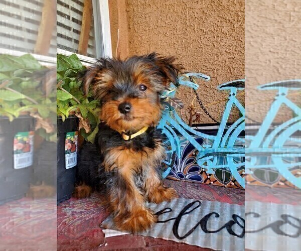 Medium Photo #20 Yorkshire Terrier Puppy For Sale in SACRAMENTO, CA, USA