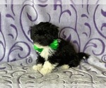 Small #4 Havanese-Poodle (Toy) Mix