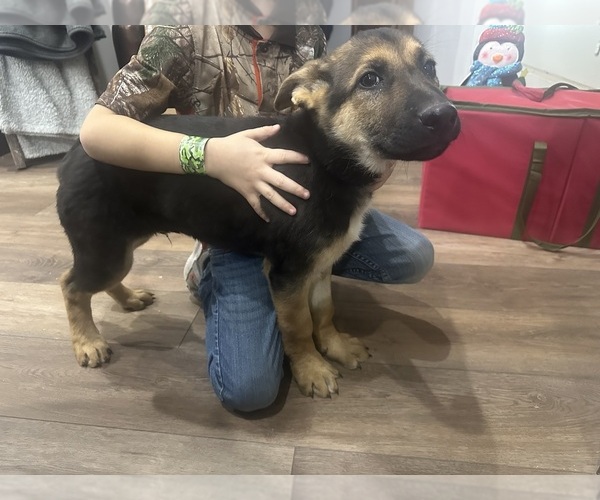 Medium Photo #6 German Shepherd Dog Puppy For Sale in OSAGE CITY, KS, USA