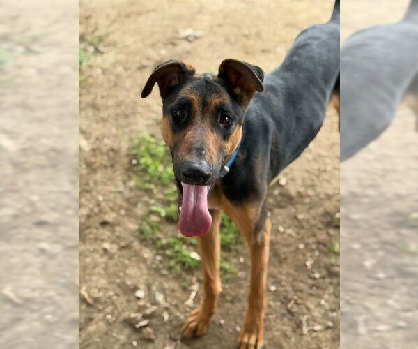 Medium Photo #2 Doberman Pinscher-Unknown Mix Puppy For Sale in Riverside, CA, USA