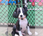 Small #2 Mutt