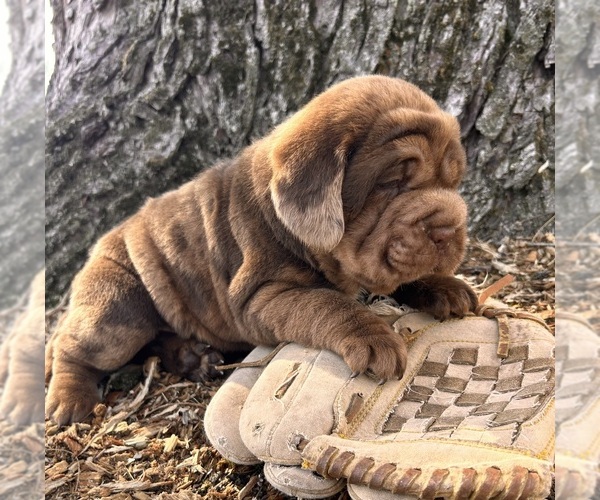 Medium Photo #2 Cocker-Pei Puppy For Sale in MIDDLEBURY, IN, USA