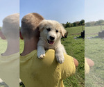 Puppy Sunnie Border Collie-Maremma Sheepdog Mix