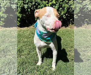 Kirby - Male American Pit Bull Terrier-Unknown Mix Dog for Adoption - Photo #10