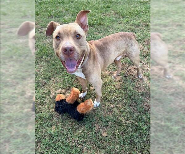 Medium Photo #1 American Pit Bull Terrier-Unknown Mix Puppy For Sale in Conroe, TX, USA