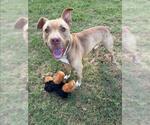 Small American Pit Bull Terrier Mix