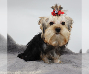 Yorkshire Terrier Puppy for sale in LOS ANGELES, CA, USA