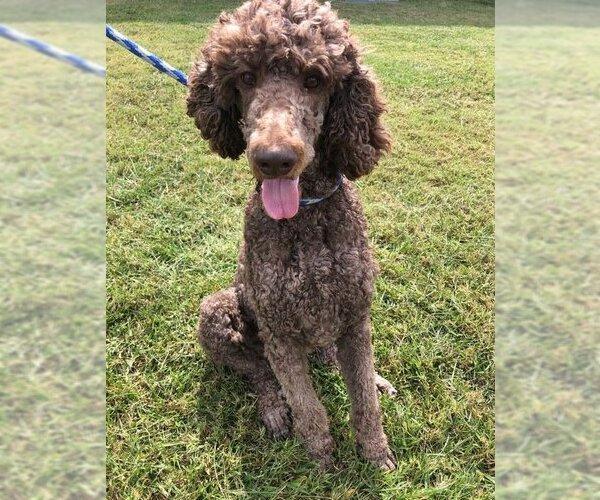 Medium Photo #1  Puppy For Sale in , 