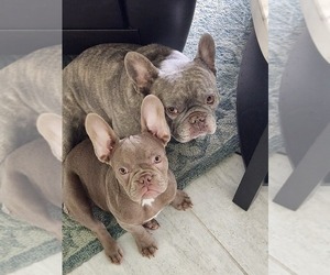 French Bulldog Puppy for sale in FORT MYERS, FL, USA