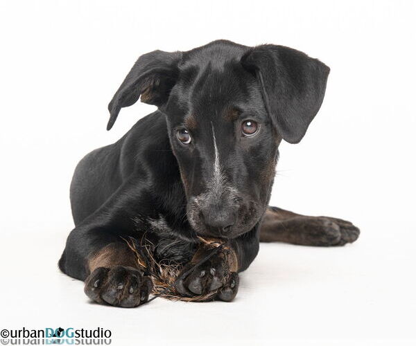 Medium Photo #3 Lab-Pointer Puppy For Sale in Tampa, FL, USA