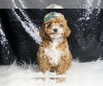 Small #2 Poodle (Toy)
