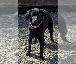 Mutt Dogs for adoption in Woodsfield, OH, USA