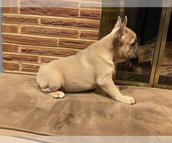 Medium Photo #5 French Bulldog Puppy For Sale in PUYALLUP, WA, USA