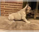 Small Photo #5 French Bulldog Puppy For Sale in PUYALLUP, WA, USA