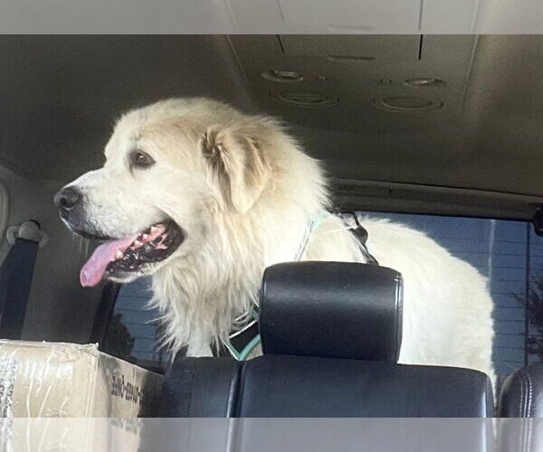 Medium Photo #3 Great Pyrenees Puppy For Sale in Spring, TX, USA