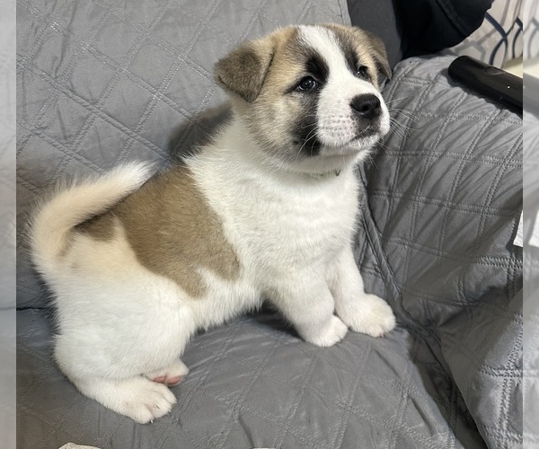 Medium Photo #1 Akita Puppy For Sale in TOLEDO, OH, USA