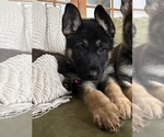 Puppy Pinky German Shepherd Dog
