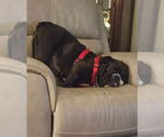 Small #4 Bulldog