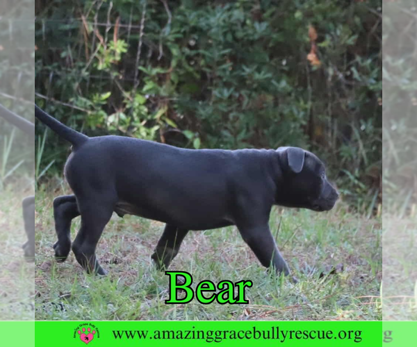 Medium Photo #4 American Pit Bull Terrier-Unknown Mix Puppy For Sale in Pensacola, FL, USA