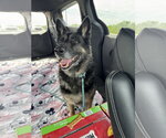 Small #1 German Shepherd Dog