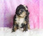 Small #2 Poodle (Toy)
