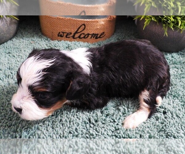 Medium Photo #4 Cavapoo (Miniature) Puppy For Sale in CARLISLE, KY, USA