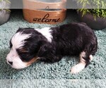 Small #3 Cavapoo (Miniature)